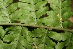 Dryopteris × brathaica