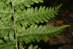 Dryopteris × brathaica