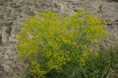 Bilacunaria microcarpos