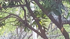 Pyrocephalus rubinus