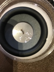 Formicidae