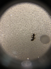 Monomorium ergatogyna