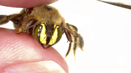 Foto von Xylocopa micheneri