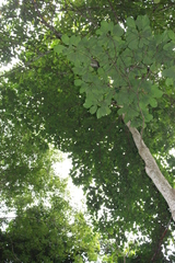 Terminalia superba
