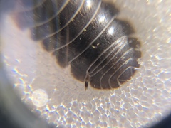 Armadillidium vulgare