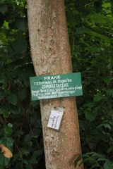 Terminalia superba