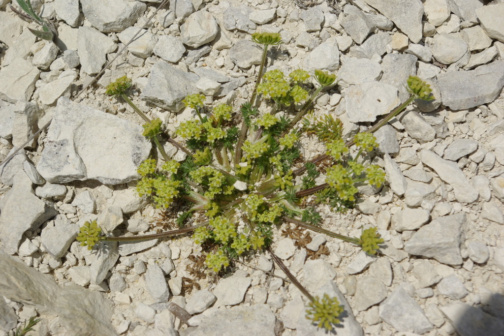 Chamaesciadium