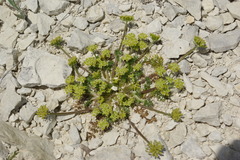 Chamaesciadium acaule