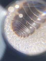 Armadillidium vulgare