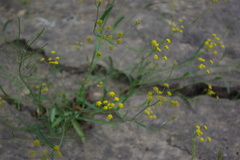 Bupleurum polyphyllum