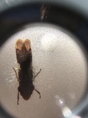 Homalodisca vitripennis