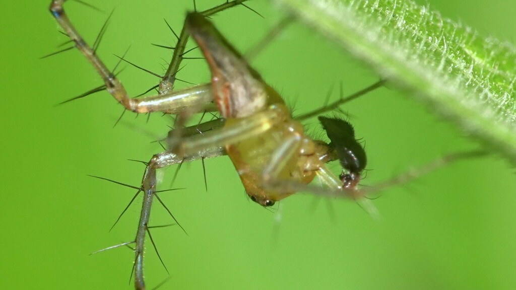 Trinodinae From Borivali, Mumbai, Maharashtra, India On June 23, 2023 