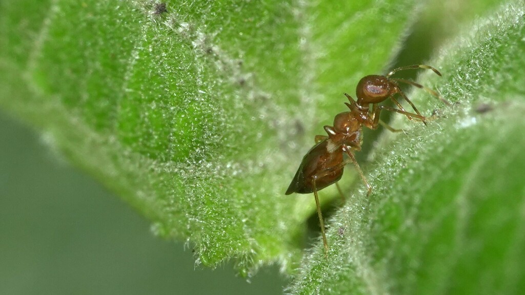 Nicostratus princeps