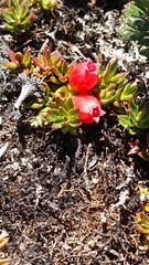 Disterigma empetrifolium