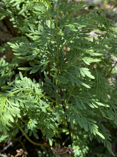 Arizona Lipfern (Gaga arizonica)
