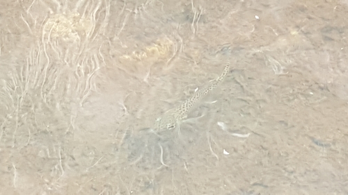 Pimelodidae