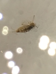 Collembola
