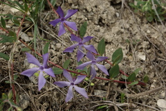 Vinca herbacea