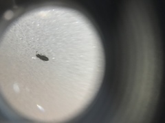Collembola