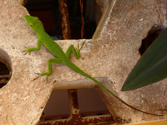 Anolis garmani