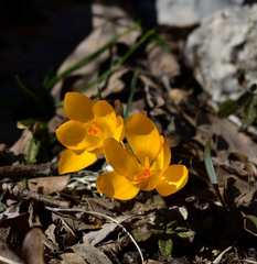 Crocus flavus