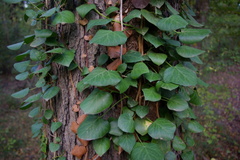 Hedera pastuchovii