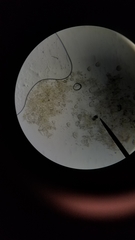 Miozoa