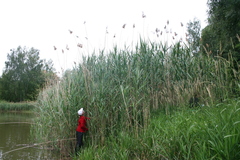 Phragmites australis altissimus