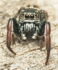 Salticinae