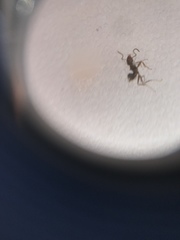 Formicidae