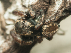 Salticinae