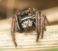 Salticinae