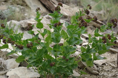 Vincetoxicum funebre