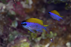 Chromis insolata