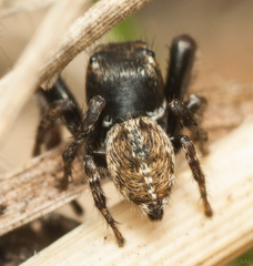 Salticinae