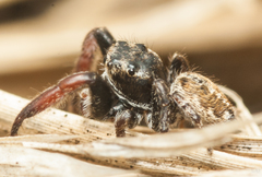 Salticinae