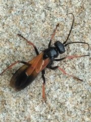 Priocnemis conformis