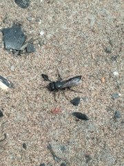 Tachysphex nigerrimus