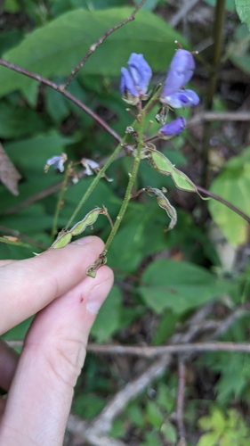 Image of Desmodium cuspidatum by (c) Peyton Phelps, some rights reserved (CC BY)