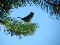 Poecile cinctus lapponicus