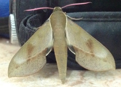 Xylophanes rhodocera