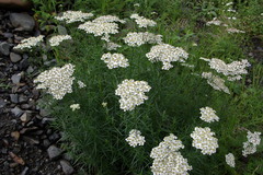 Achillea ptarmicifolia
