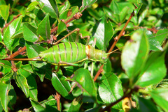 Ephippiger ephippiger