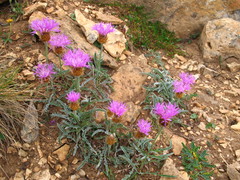 Psephellus caucasicus