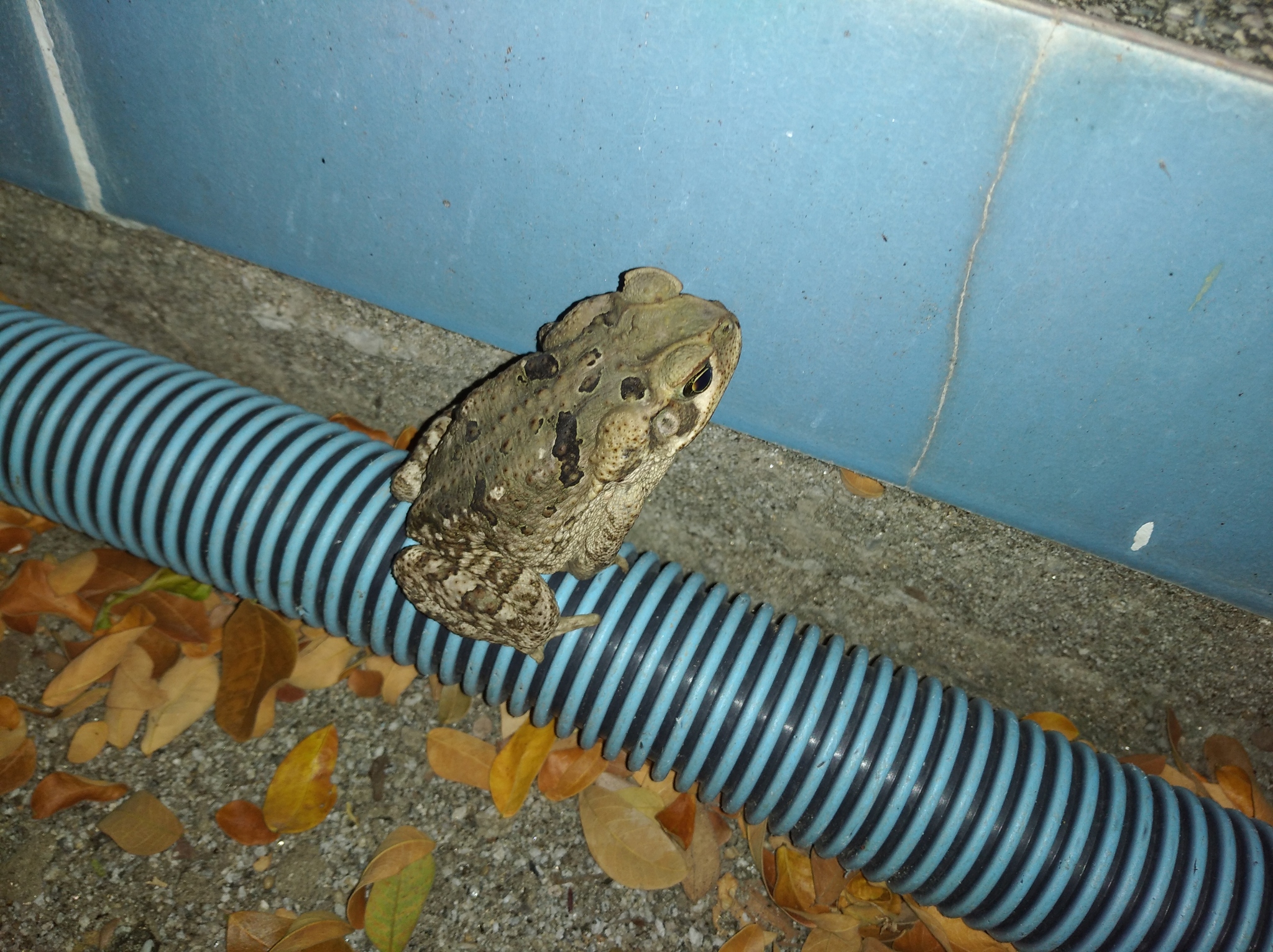 Rhinella image