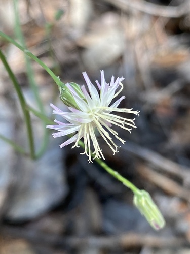 Huachuca Hawkweed (Hieracium carneum)