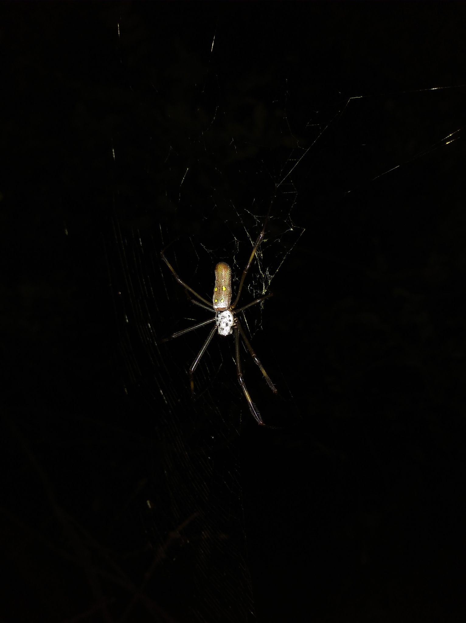 Trichonephila image