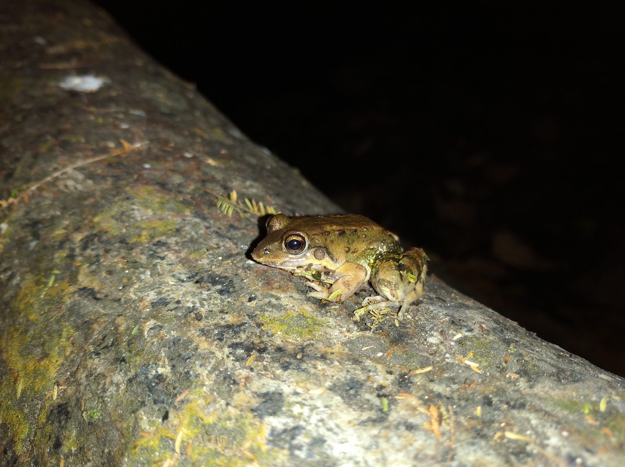 Leptodactylus labrosus image