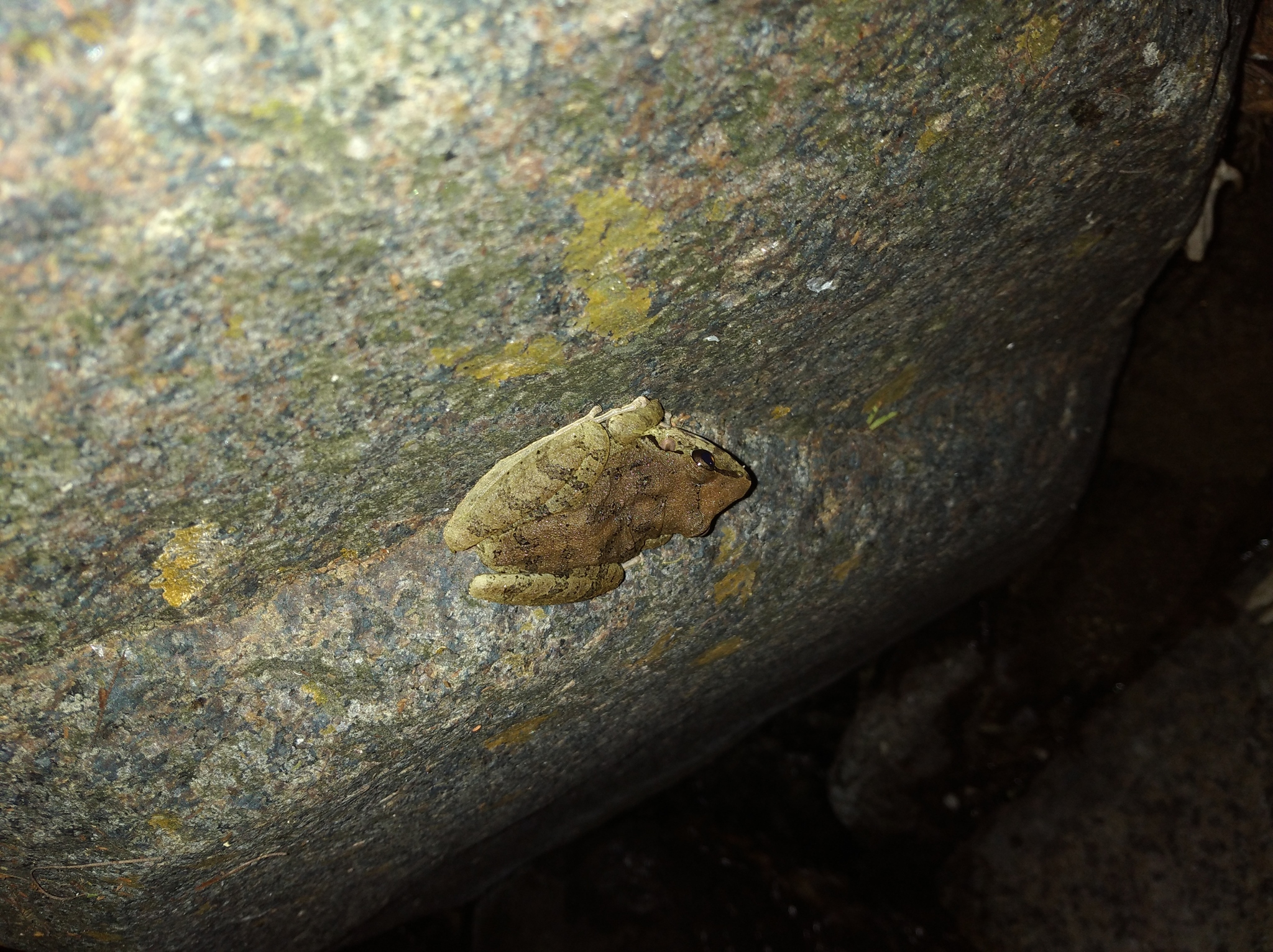 Pristimantis achatinus image