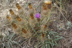 Ancathia igniaria